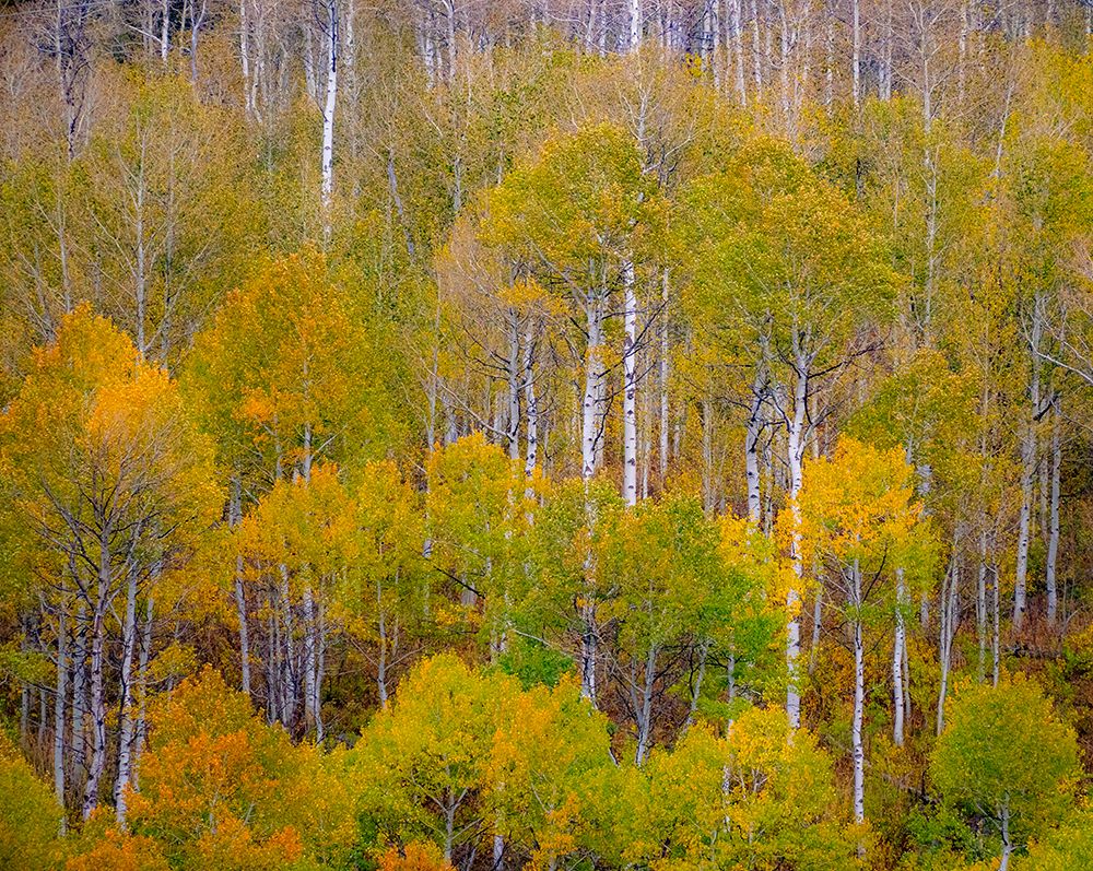 USA-Idaho-Highway 36 west of Liberty and hillsides covered with Aspens in autumn art print by Sylvia Gulin for $57.95 CAD