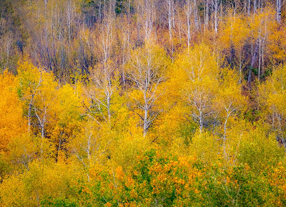 USA-Idaho-Highway 36 west of Liberty and hillsides covered with Aspens in autumn art print by Sylvia Gulin for $57.95 CAD