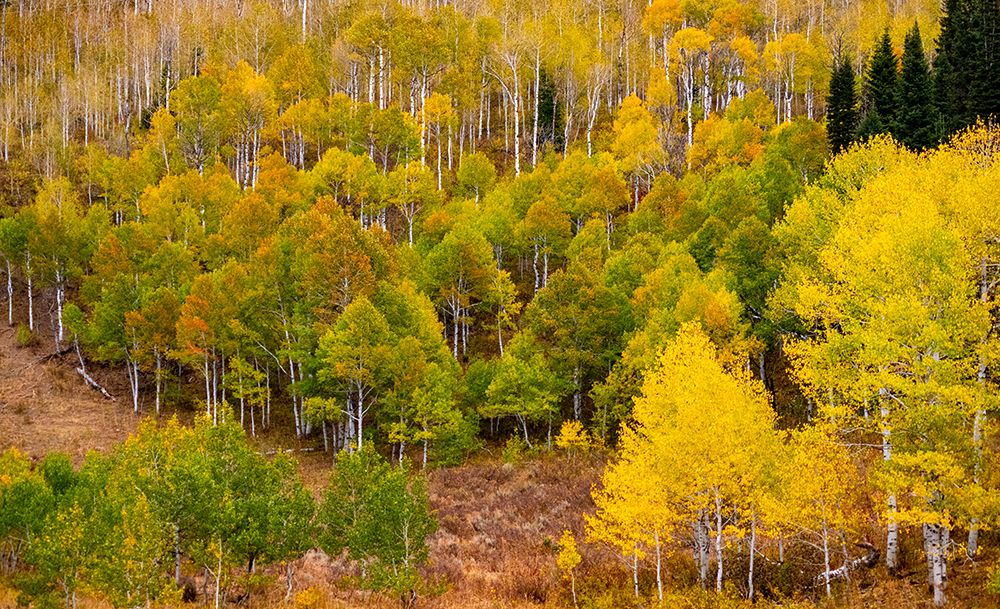 USA-Idaho-Highway 36 west of Liberty and hillsides covered with Aspens in autumn art print by Sylvia Gulin for $57.95 CAD