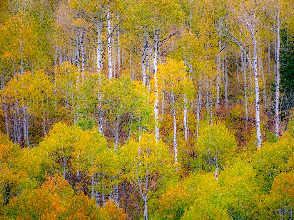USA-Idaho-Highway 36 west of Liberty and hillsides covered with Aspens in autumn art print by Sylvia Gulin for $57.95 CAD