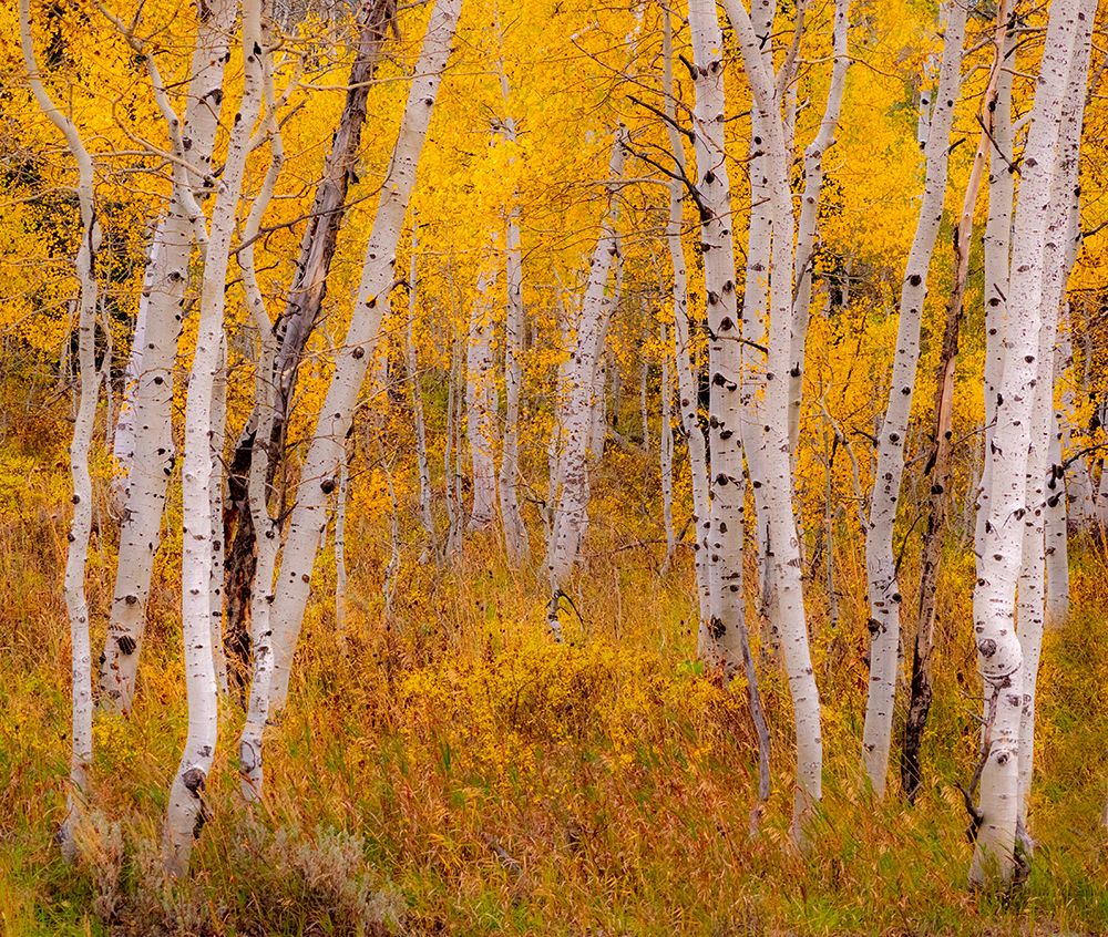 USA-Idaho-Highway 36 west of Liberty and hillsides covered with Aspens in autumn art print by Sylvia Gulin for $57.95 CAD
