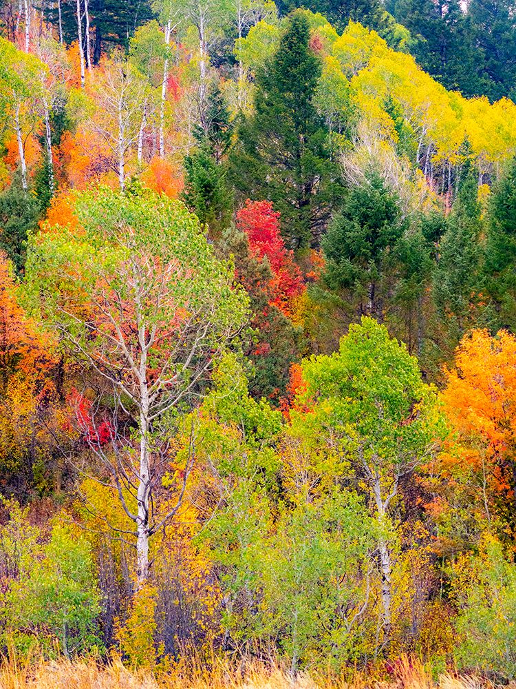 USA-Idaho-Highway 36 west of Liberty and hillsides covered with Canyon Maple and Aspens in autumn art print by Sylvia Gulin for $57.95 CAD