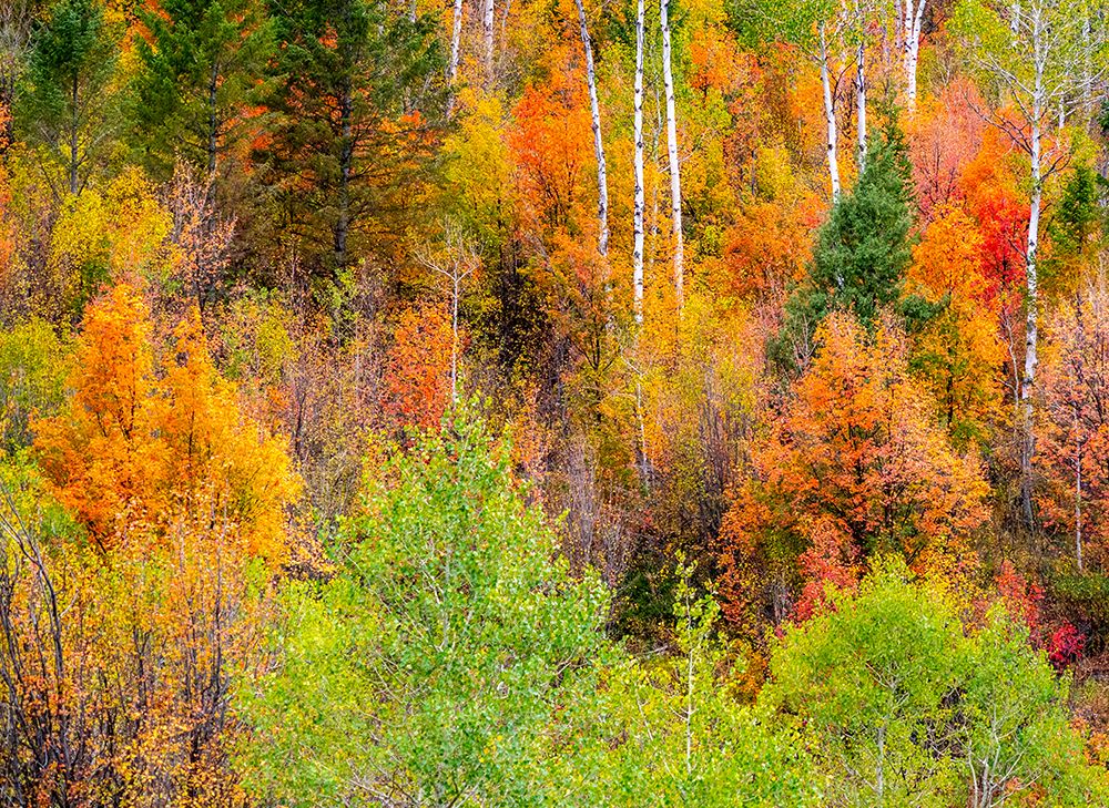 USA-Idaho-Highway 36 west of Liberty and hillsides covered with Canyon Maple and Aspens in autumn art print by Sylvia Gulin for $57.95 CAD