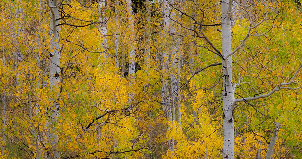USA-Idaho-Highway 36 west of Liberty and hillsides covered with Aspens in autumn art print by Sylvia Gulin for $57.95 CAD