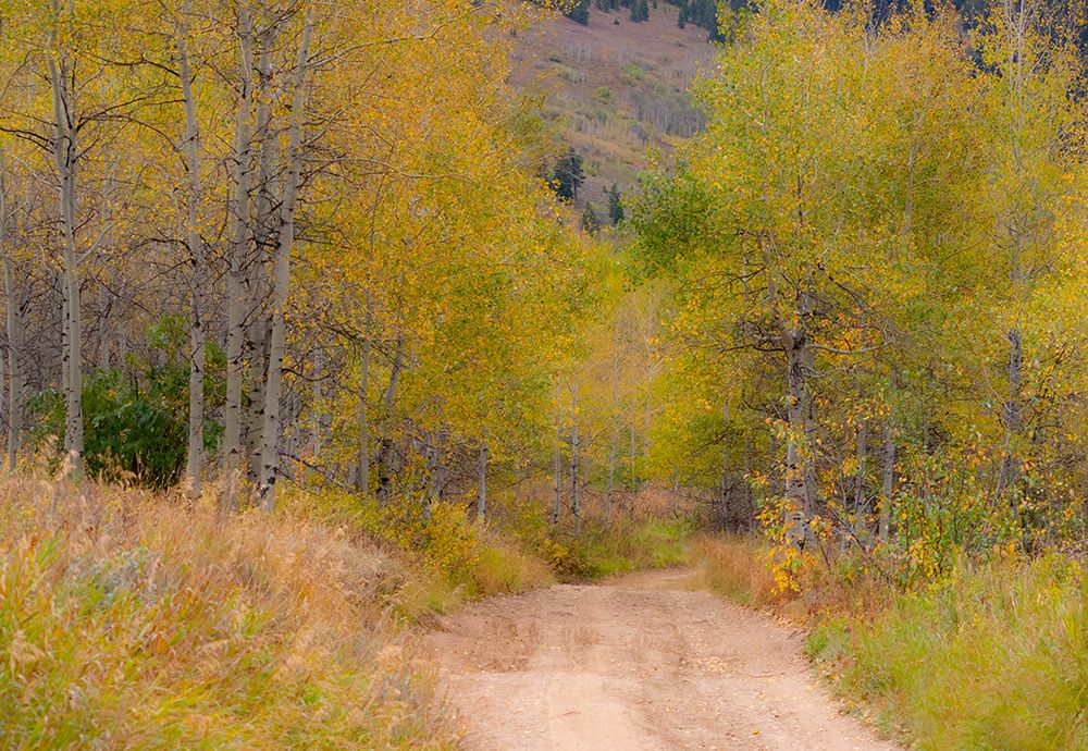 USA-Idaho-Highway 36 west of Liberty dirt road and Aspens in autumn art print by Sylvia Gulin for $57.95 CAD
