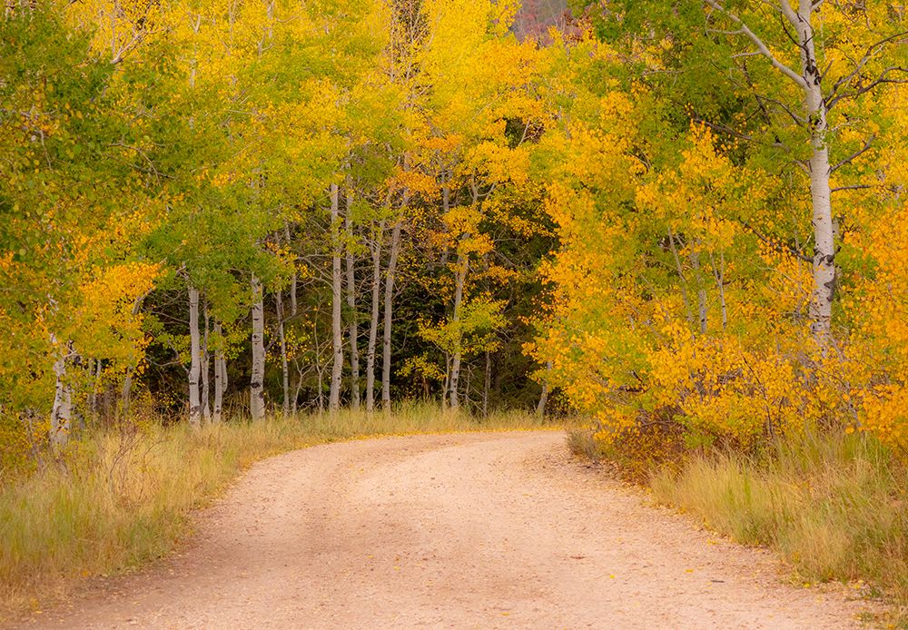 USA-Idaho-Highway 36 west of Liberty dirt road and Aspens in autumn art print by Sylvia Gulin for $57.95 CAD