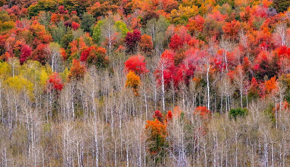 USA-Idaho-Highway 36 west of Liberty and hillsides covered with Canyon Maple and Aspens in autumn art print by Sylvia Gulin for $57.95 CAD