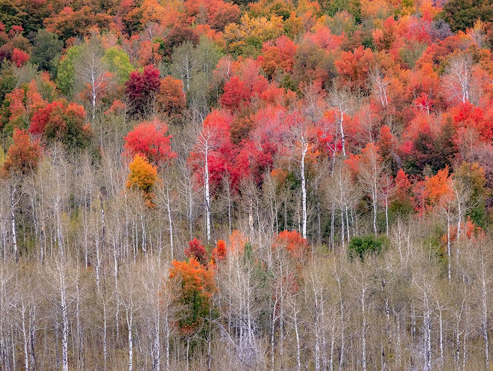 USA-Idaho-Highway 36 west of Liberty and hillsides covered with Canyon Maple and Aspens in autumn art print by Sylvia Gulin for $57.95 CAD
