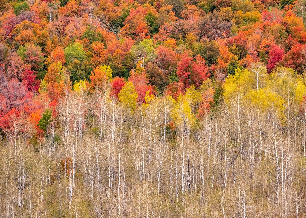 USA-Idaho-Highway 36 west of Liberty and hillsides covered with Canyon Maple and Aspens in autumn art print by Sylvia Gulin for $57.95 CAD