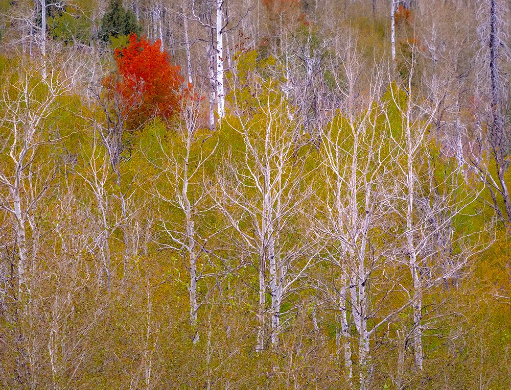 USA-Idaho-Highway 36 west of Liberty and hillsides covered with Canyon Maple and Aspens in autumn art print by Sylvia Gulin for $57.95 CAD