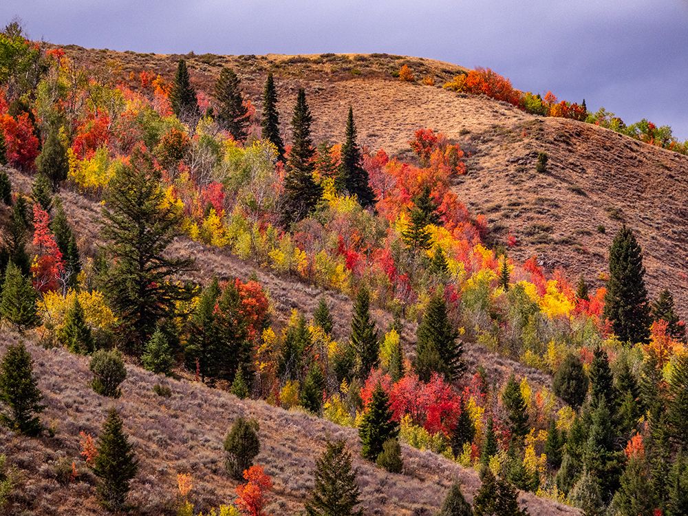 USA-Idaho-St Charles-hillside along dirt road 411 and Fall colored Canyon Maples in Reds art print by Sylvia Gulin for $57.95 CAD