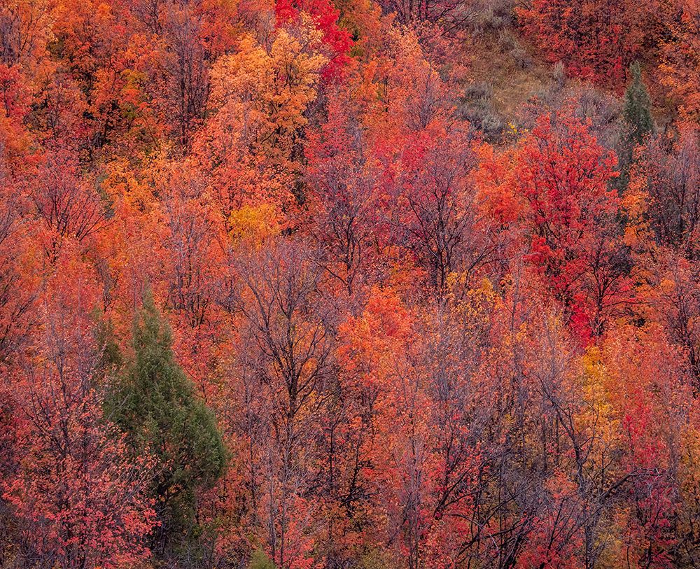 USA-Idaho-St Charles-hillside along dirt road 411 and Fall colored Canyon Maples in Reds art print by Sylvia Gulin for $57.95 CAD