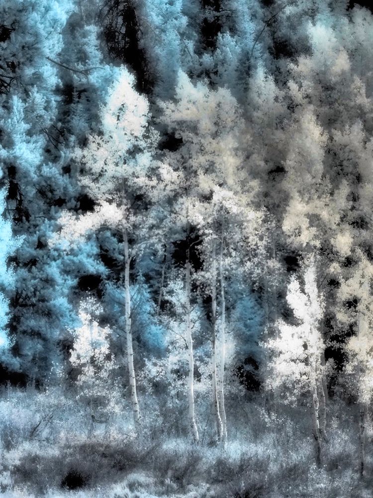 USA-Idaho-Aspens a with soft focus art print by Terry Eggers for $57.95 CAD