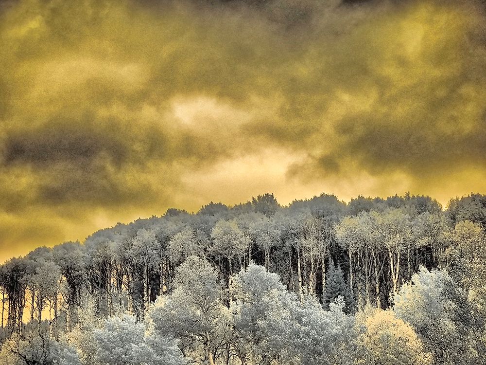 USA-Idaho-Aspens a with clouds art print by Terry Eggers for $57.95 CAD