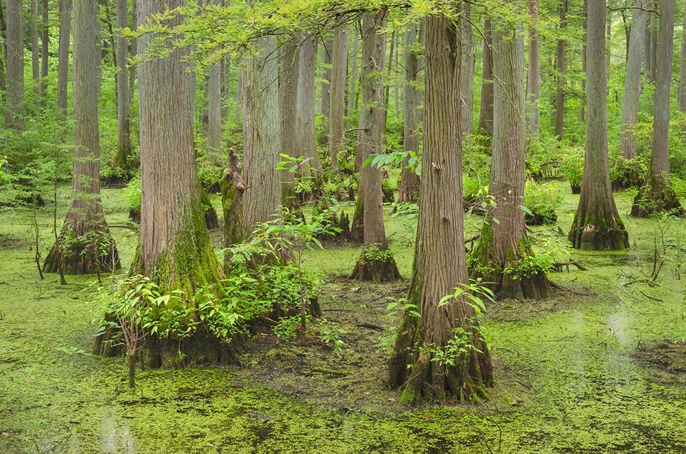 Cypress trees in Heron Pond-Cache River State Natural Area-Illinois art print by Alan Majchrowicz for $57.95 CAD