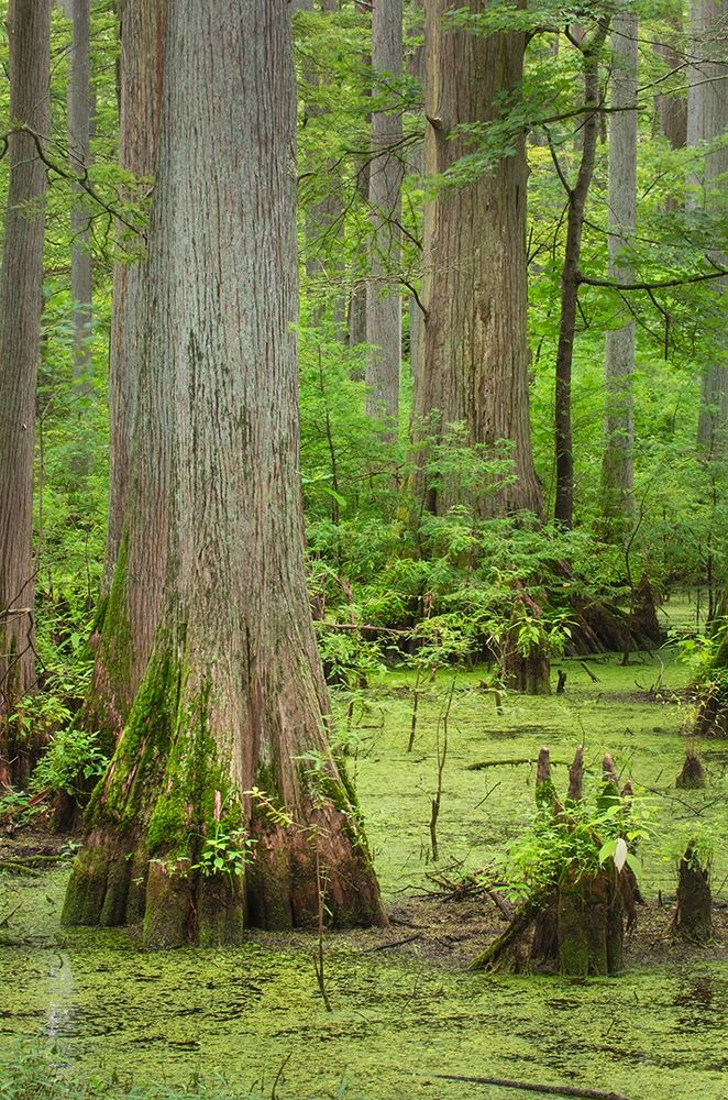 Cypress trees in Heron Pond-Cache River State Natural Area-Illinois art print by Alan Majchrowicz for $57.95 CAD