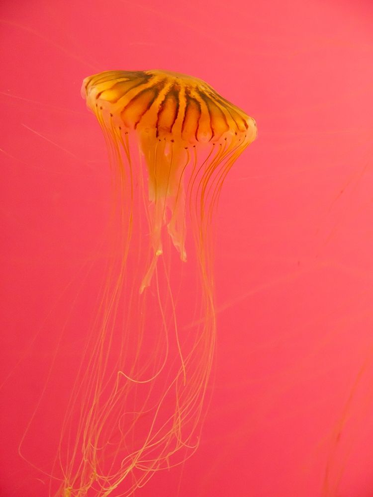 Jellyfish-Shedd Aquarium-Chicago-Illinois-USA art print by Anna Miller for $57.95 CAD