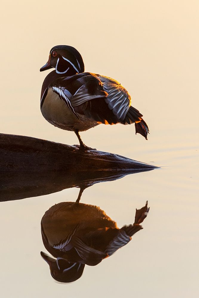Wood Duck (Aix sponsa) male on log stretching in wetland at sunrise-Marion County-Illinois art print by Richard and Susan Day for $57.95 CAD