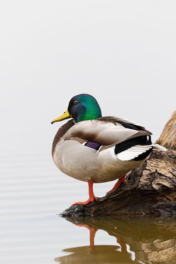 Mallard (Anas platyrhynchos) male on log in wetland-Marion County-Illinois art print by Richard and Susan Day for $57.95 CAD