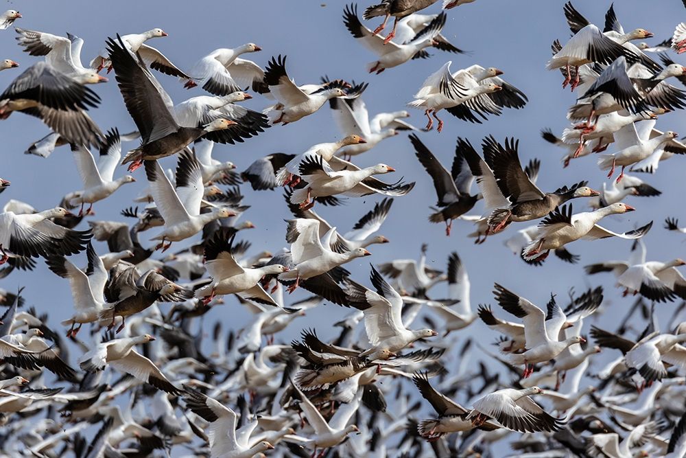 Snow Geese (Anser caerulescens) in flight-Marion County-Illinois art print by Richard and Susan Day for $57.95 CAD