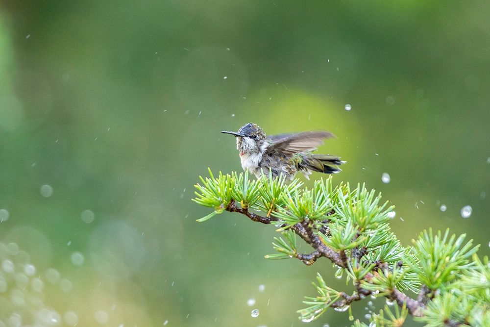 Ruby-throated Hummingbird bathing in sprinkler-Marion County-Illinois art print by Richard and Susan Day for $57.95 CAD
