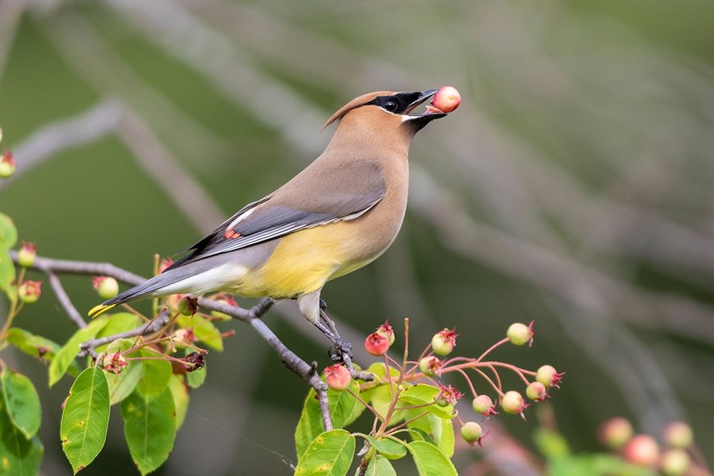 Cedar Waxwing eating berry in Serviceberry Bush (Amelanchier canadensis)-Marion County-Illinois art print by Richard and Susan Day for $57.95 CAD
