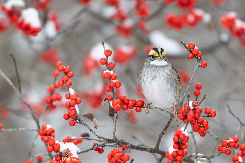 White-throated Sparrow in Winterberry bush in winter-Marion County-Illinois art print by Richard and Susan Day for $57.95 CAD