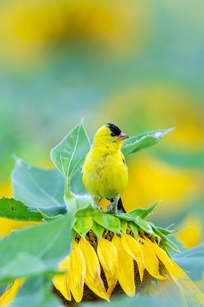 American Goldfinch male on Sunflower Sam Parr St Pk Jasper County-Illinois art print by Richard and Susan Day for $57.95 CAD