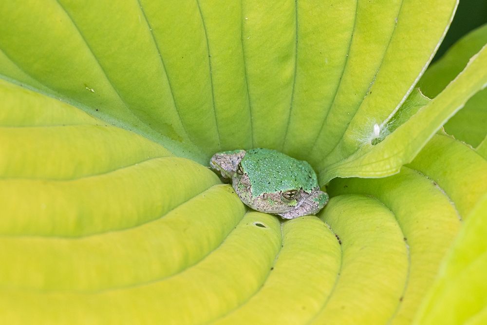 Gray Treefrog (Hyla versicolor) in hosta leaf-Marion County-Illinois art print by Richard and Susan Day for $57.95 CAD