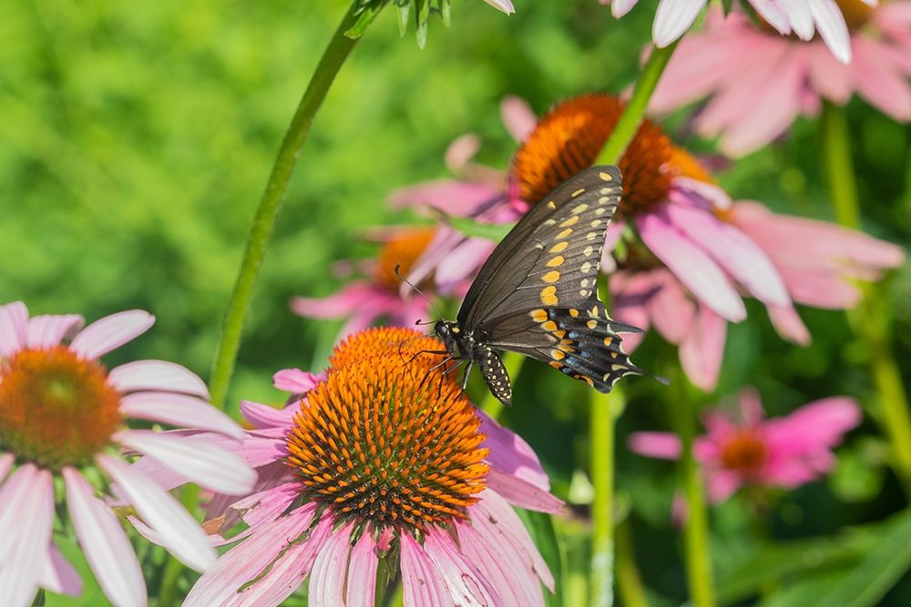 Black Swallowtail male on Purple Coneflower -Marion County-Illinois art print by Richard and Susan Day for $57.95 CAD