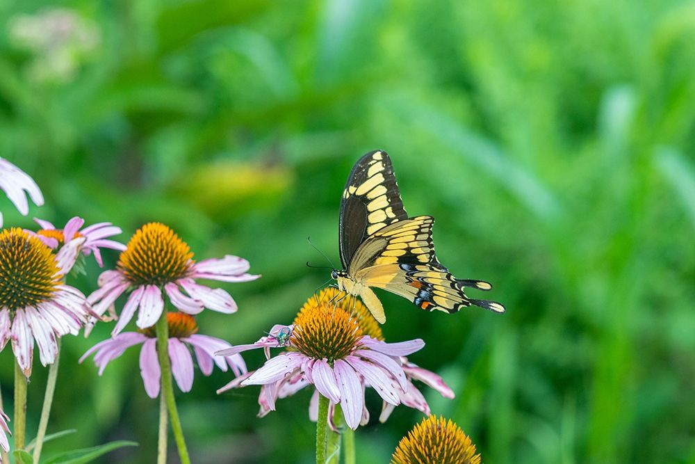 Giant Swallowtail on Purple Coneflower -Marion County-Illinois art print by Richard and Susan Day for $57.95 CAD