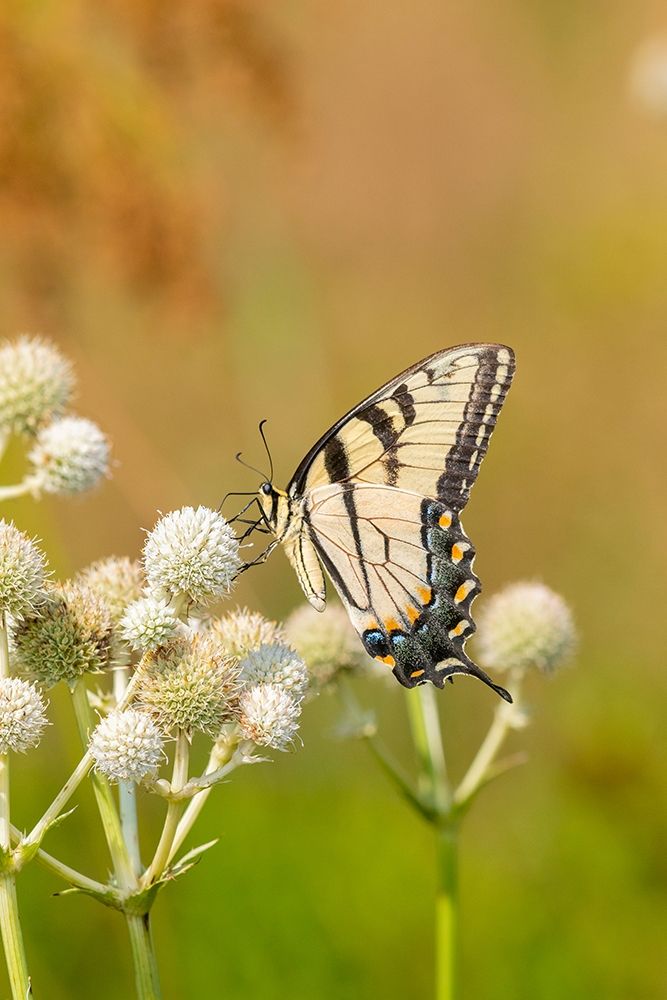 Eastern Tiger Swallowtail on Rattlesnake Master (Eryngium yuccifolium)-Marion County-Illinois art print by Richard and Susan Day for $57.95 CAD
