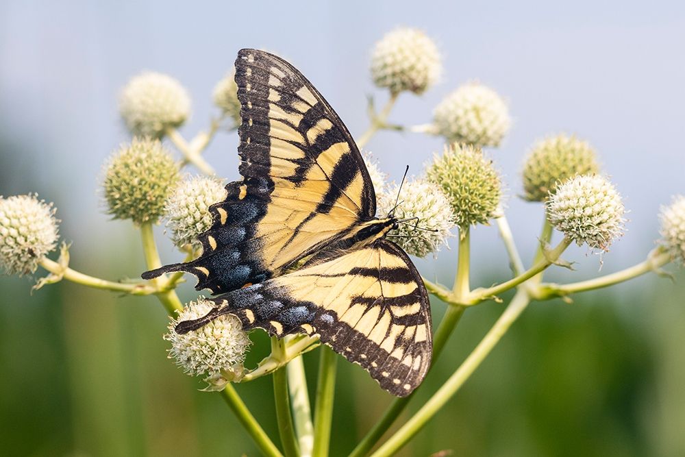 Eastern Tiger Swallowtail on Rattlesnake Master (Eryngium yuccifolium)-Marion County-Illinois art print by Richard and Susan Day for $57.95 CAD