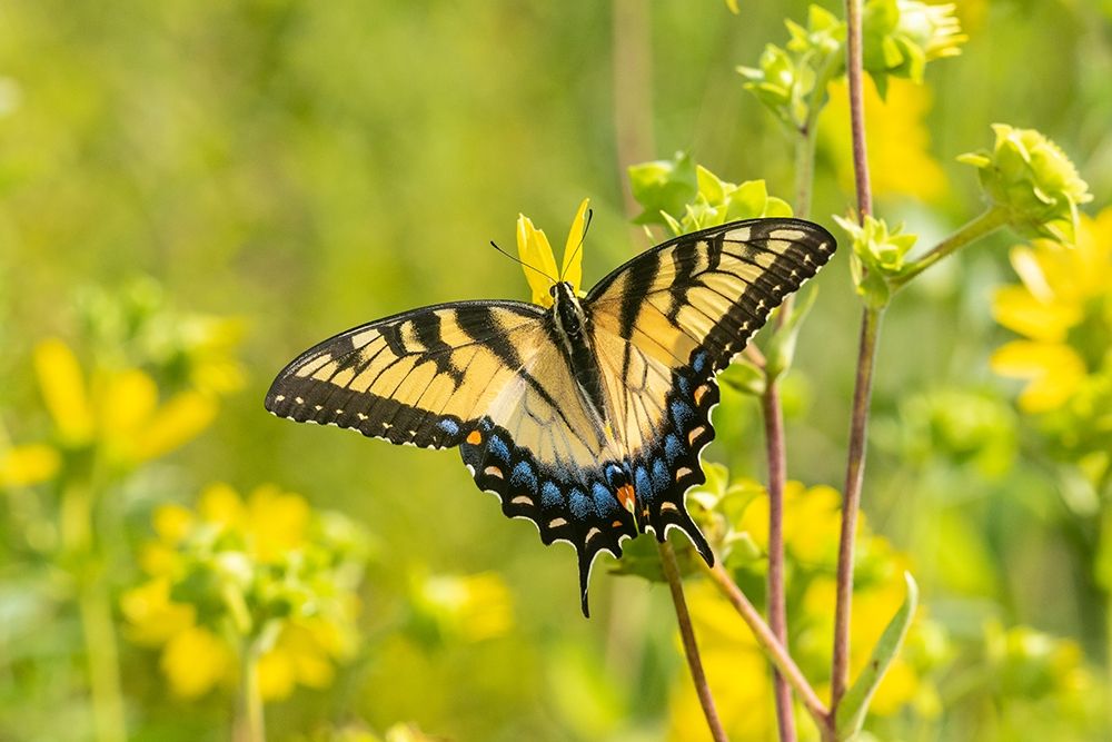Eastern Tiger Swallowtail on Rosin Weed (Silphium integrifolium)-Marion County-Illinois art print by Richard and Susan Day for $57.95 CAD