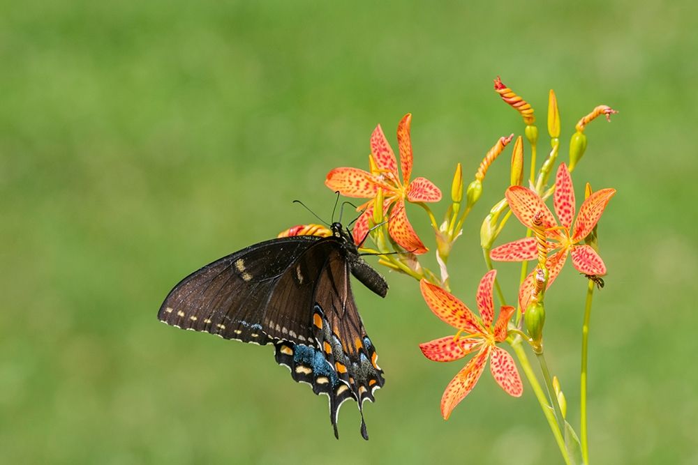 Eastern Tiger Swallowtail female on Blackberry Lily (Belamcanda chinensis)-Marion County-Illinois art print by Richard and Susan Day for $57.95 CAD