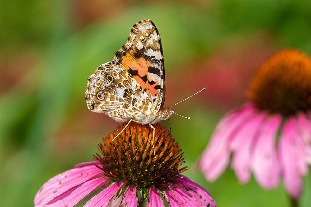 Painted Lady (Vanessa cardui) on Purple Coneflower -Marion County-Illinois art print by Richard and Susan Day for $57.95 CAD