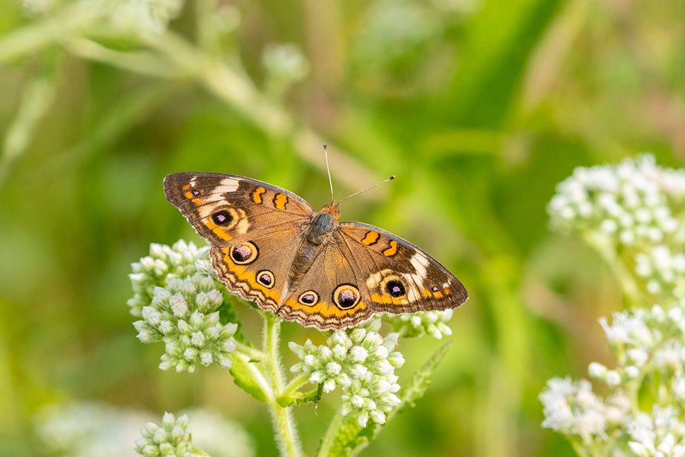 Common Buckeye (Junonia coenia) on Common Boneset (Eupatorium perfoliatum)-Marion County-Illinois art print by Richard and Susan Day for $57.95 CAD