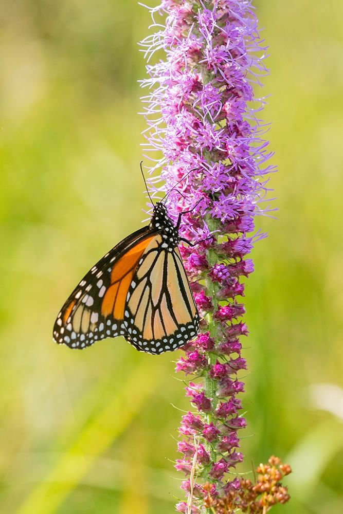 Monarch (Danaus plexippus) on Prairie Blazing Star (Liatris pycnostachya) Clinton County-Illinois art print by Richard and Susan Day for $57.95 CAD