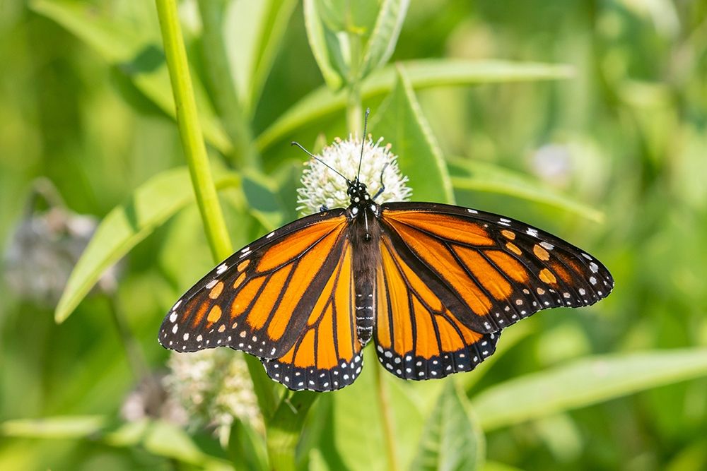 Monarch (Danaus plexippus) on Rattlesnake Master (Eryngium yuccifolium)-Marion County-Illinois art print by Richard and Susan Day for $57.95 CAD