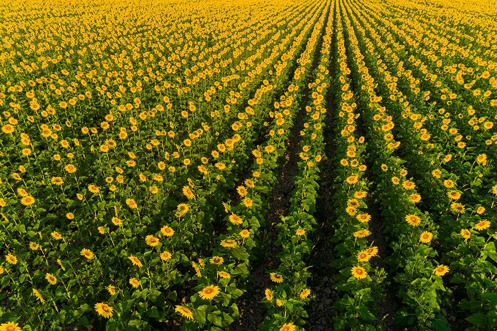 Aerial view of sunflower field Sam Parr State Park Jasper County-Illinois art print by Richard and Susan Day for $57.95 CAD