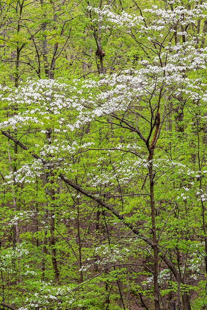 Flowering Dogwood Tree in spring Stephen A Forbes State Recreation Area-Marion County-Illinois art print by Richard and Susan Day for $57.95 CAD