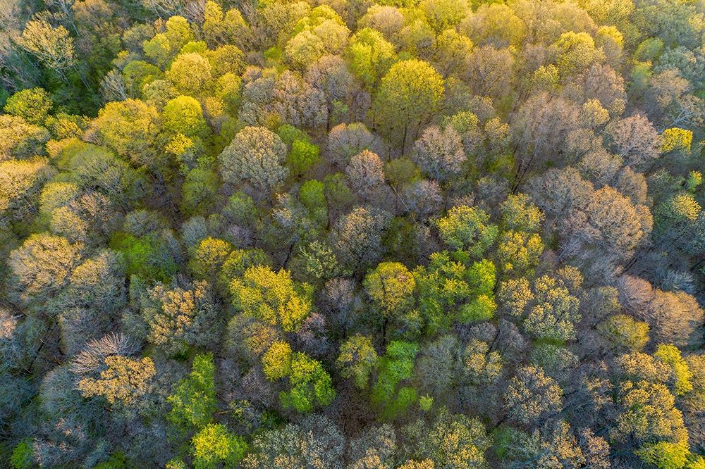 Aerial view of forest in spring-Marion County-Illinois art print by Richard and Susan Day for $57.95 CAD