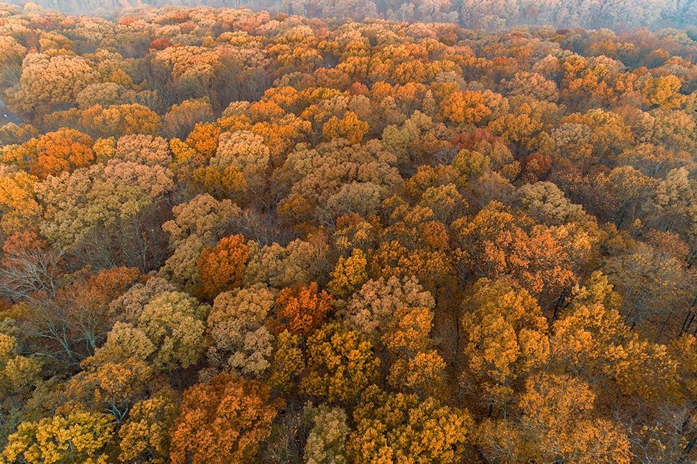 Aerial View of fall Color at sunrise-Marion County-Illinois art print by Richard and Susan Day for $57.95 CAD