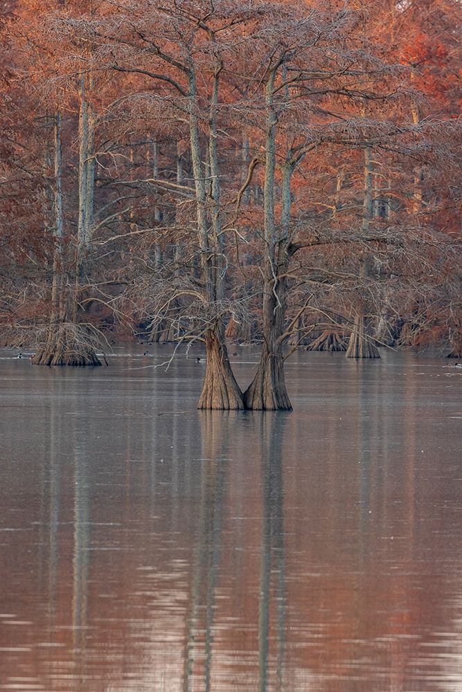 Cypress trees in fall Horseshoe Lake State Fish and Wildlife Area-Alexander County-Illinois art print by Richard and Susan Day for $57.95 CAD
