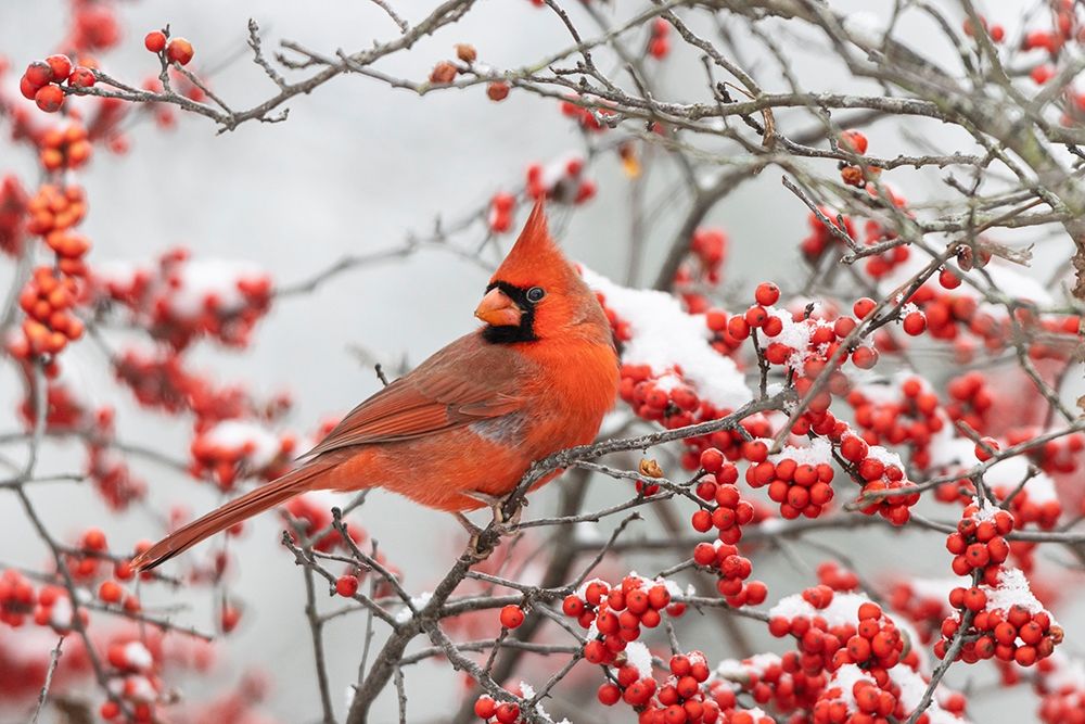 Northern Cardinal male in Winterberry bush in winter art print by Richard and Susan Day for $57.95 CAD