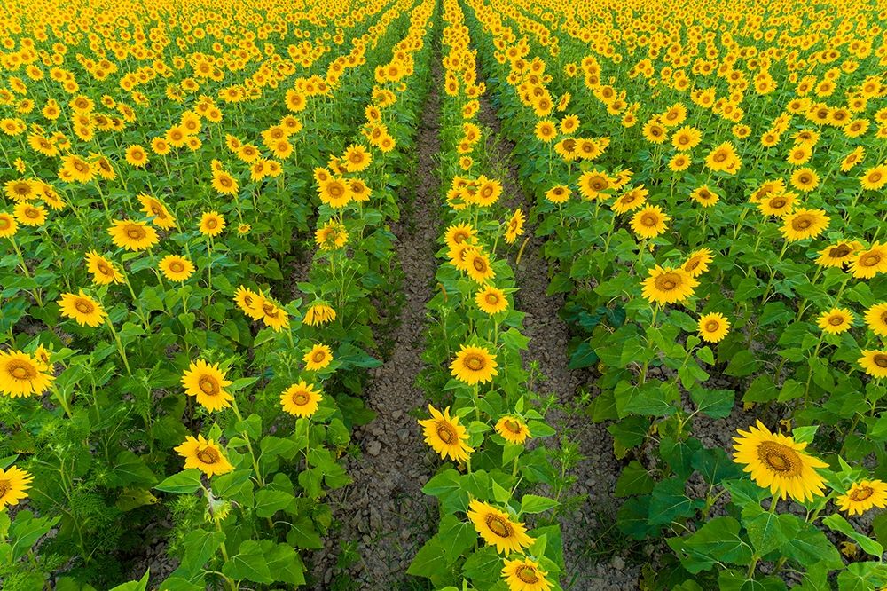 Aerial view of sunflower field Sam Parr State Park-Jasper County-Illinois art print by Richard and Susan Day for $57.95 CAD