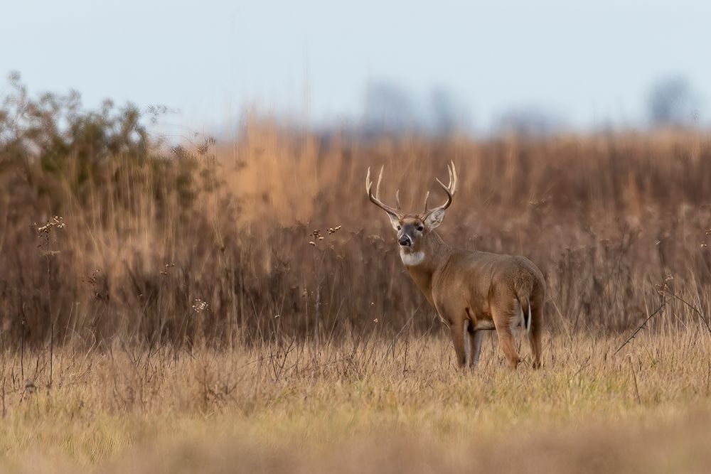 White-tailed Deer-Odocoileus virginianus-buck-Marion County-Illinois art print by Richard and Susan Day for $57.95 CAD