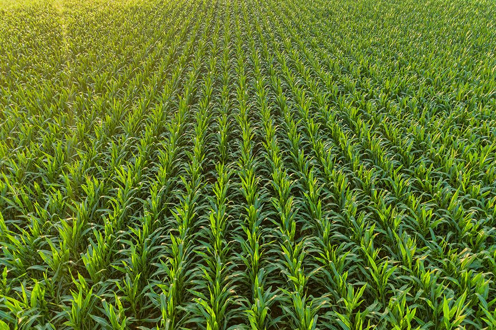 Aerial view of corn field-Marion County-Illinois art print by Richard and Susan Day for $57.95 CAD
