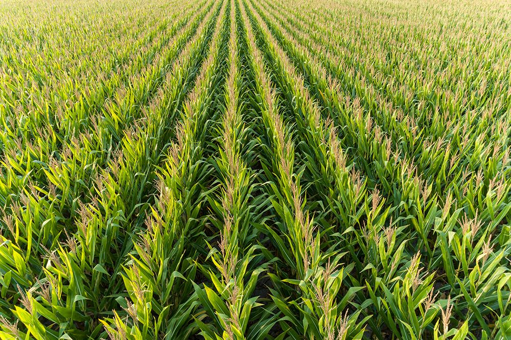 Aerial view of corn field-Marion County-Illinois art print by Richard and Susan Day for $57.95 CAD