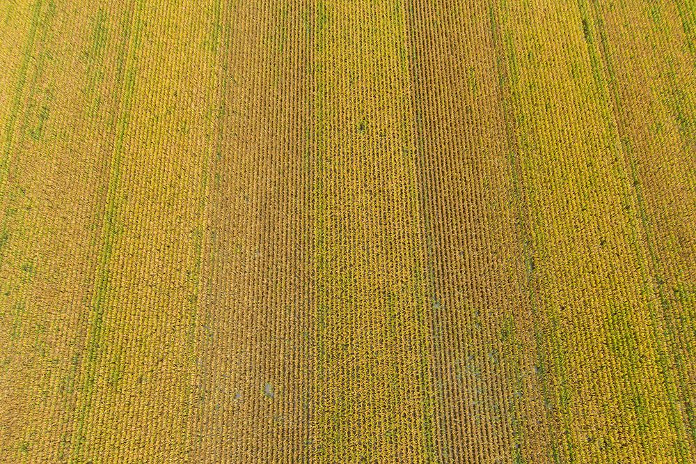 Aerial view of corn field near harvest time-Marion County-Illinois art print by Richard and Susan Day for $57.95 CAD